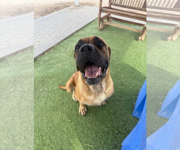 Medium Photo #3 Mastiff Puppy For Sale in Goodyear, AZ, USA