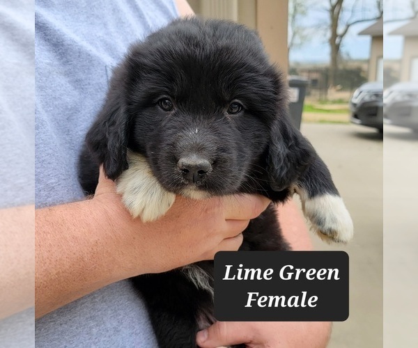 Medium Photo #1 Great Pyrenees-Newfoundland Mix Puppy For Sale in BERESFORD, SD, USA