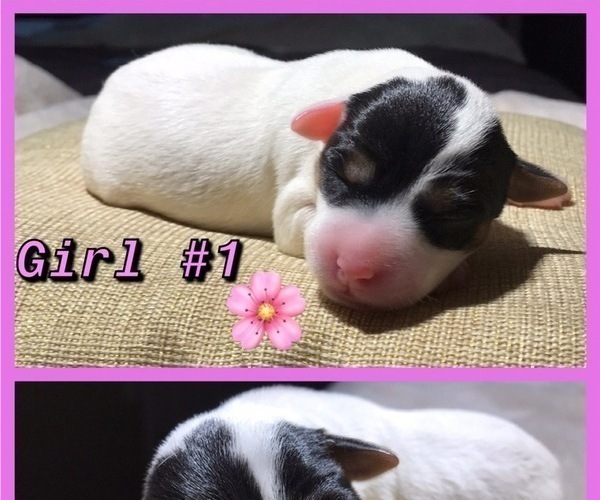 Medium Photo #3 Jack Russell Terrier Puppy For Sale in COLTON, CA, USA