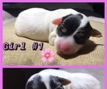 Small Photo #3 Jack Russell Terrier Puppy For Sale in COLTON, CA, USA