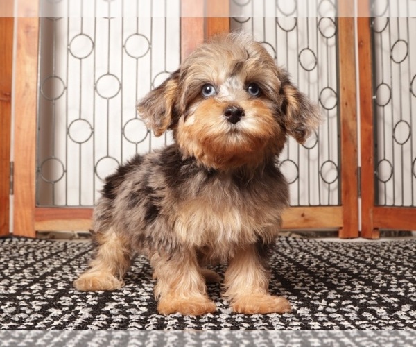 Medium Photo #1 YorkiePoo Puppy For Sale in NAPLES, FL, USA