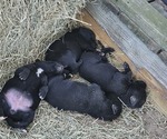 Small Borador