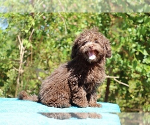ShihPoo Puppy for sale in DYERSBURG, TN, USA