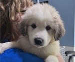 Puppy 5 Great Pyrenees