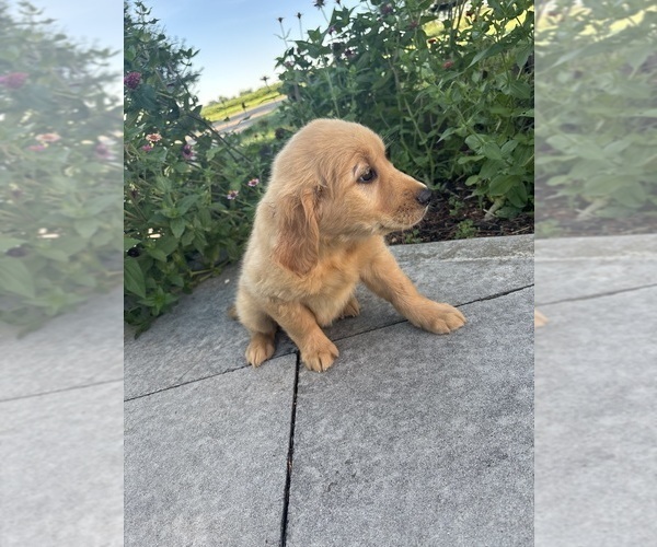 Medium Photo #5 Golden Retriever Puppy For Sale in GREENFIELD, IN, USA