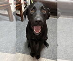 Small #2 Mutt