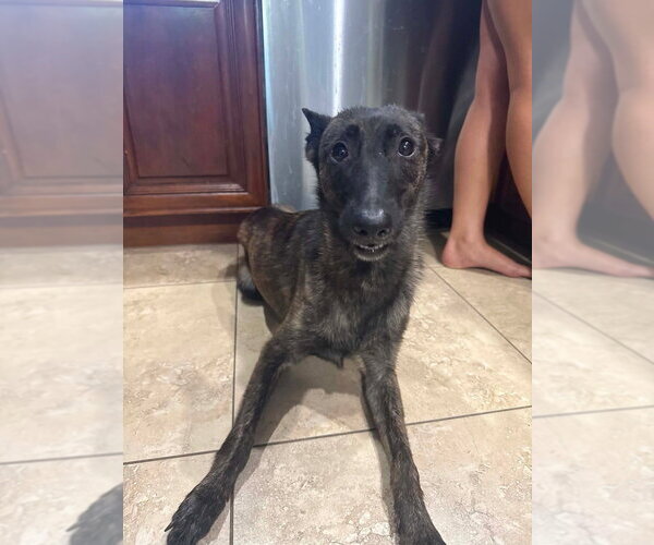 Medium Photo #1 Holland Shepherd Puppy For Sale in Imlay City, MI, USA
