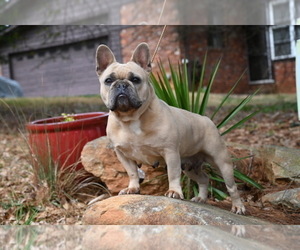 Mother of the French Bulldog puppies born on 12/27/2023