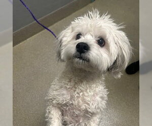Poodle (Miniature)-Unknown Mix Dogs for adoption in Las Vegas, NV, USA