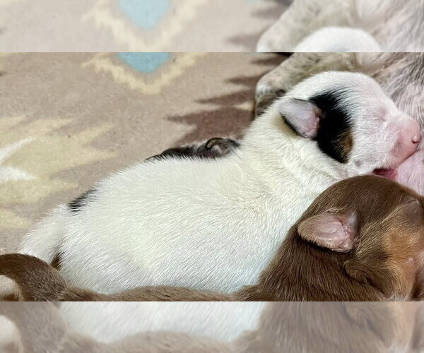 Medium Photo #2 Chihuahua-Unknown Mix Puppy For Sale in New York, NY, USA