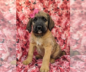 Saint Berdoodle Puppy for sale in PEACH BOTTOM, PA, USA