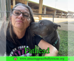 Small #8 American Pit Bull Terrier Mix