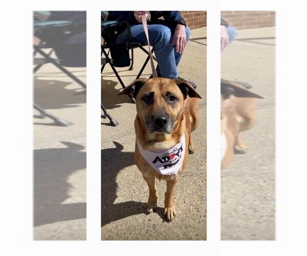 Medium Photo #7 Labrador Retriever-Unknown Mix Puppy For Sale in Mooresville, NC, USA