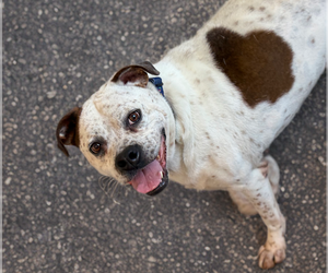 Logan - Male Bulloxer Dog for Adoption - Photo #4