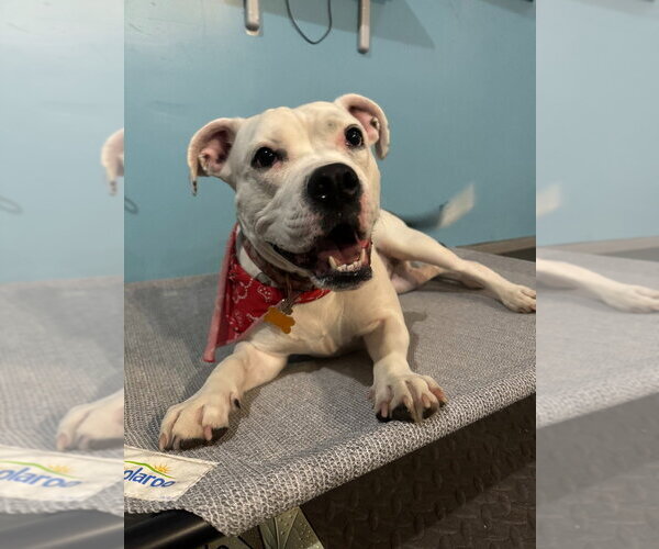 Medium Photo #20 American Bulldog-Unknown Mix Puppy For Sale in Minneapolis, MN, USA