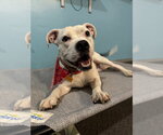 Small #19 American Bulldog Mix