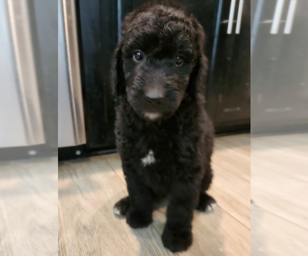 Medium Photo #13 Goldendoodle Puppy For Sale in KANSAS CITY, MO, USA