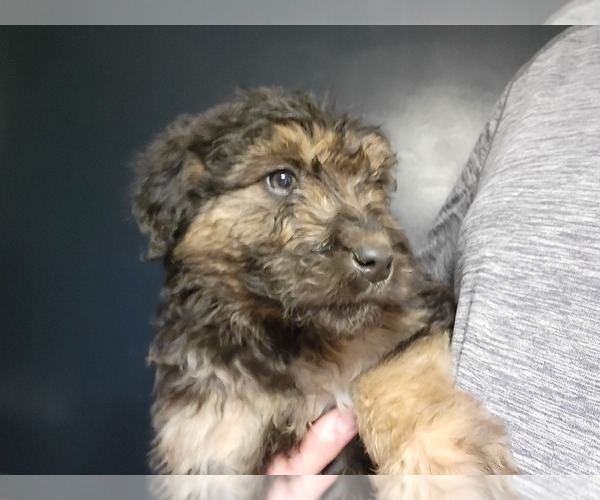 Medium Photo #1 Aussiedoodle Puppy For Sale in NEW YORK MILLS, MN, USA