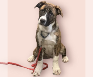 Mutt Dogs for adoption in Rockville, MD, USA