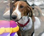 Small #1 Basset Hound