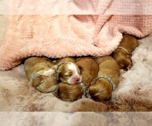 Cocker Spaniel Litter for sale in TERRY, MS, USA