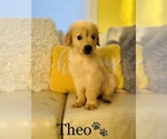 Small Photo #2 Golden Retriever Puppy For Sale in COOKEVILLE, TN, USA