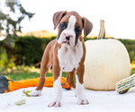 Puppy Osage Boxer
