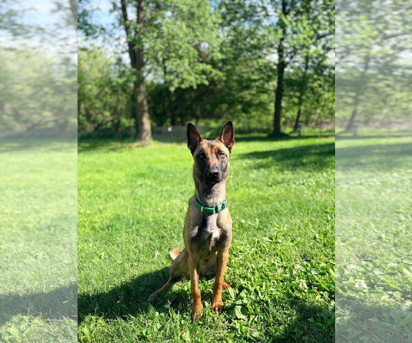 Medium Photo #7 Mutt Puppy For Sale in Stevens Point, WI, USA