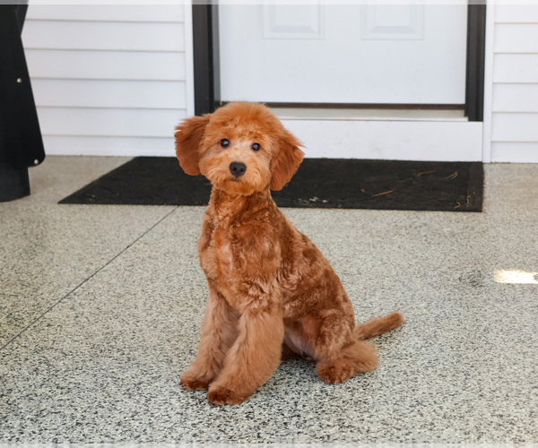 Medium Photo #3 Goldendoodle Puppy For Sale in SYRACUSE, IN, USA