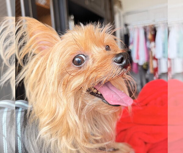 Medium Photo #4 Mutt Puppy For Sale in Allentown,, PA, USA