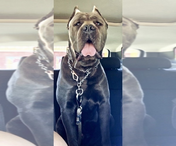 Medium Photo #9 Cane Corso Puppy For Sale in HOLTVILLE, CA, USA