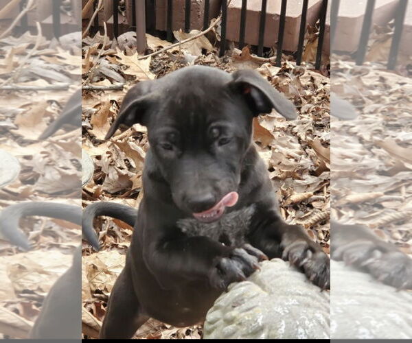Medium Photo #2 Labrador Retriever-Staffordshire Bull Terrier Mix Puppy For Sale in Pottstown, PA, USA