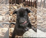 Small #1 Labrador Retriever-Staffordshire Bull Terrier Mix