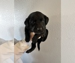Puppy Red collar Labrador Retriever