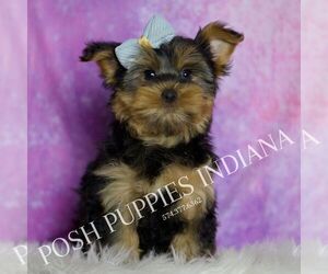 Medium Yorkshire Terrier