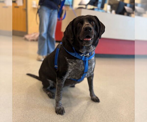 Medium Photo #2 Bluetick Coonhound Puppy For Sale in Boston, MA, USA
