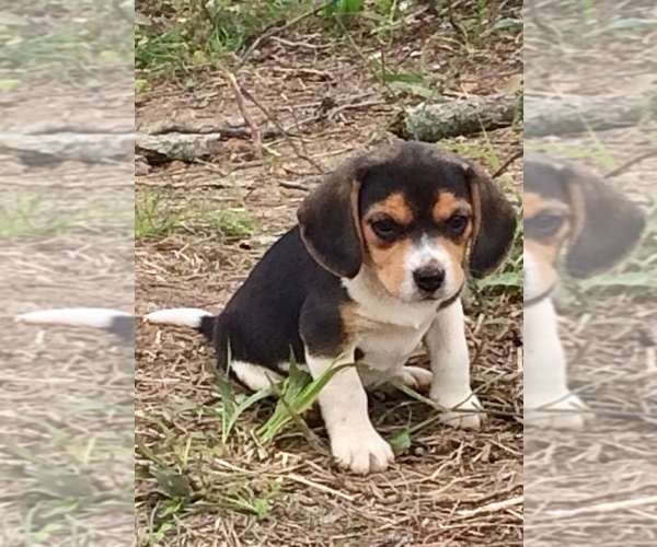Medium Photo #4 Beagle Puppy For Sale in HURRICANE MILLS, TN, USA