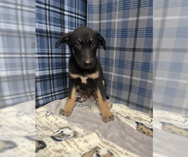 Medium Photo #1 German Shepherd Dog Puppy For Sale in Rosenberg, TX, USA