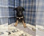 Small German Shepherd Dog