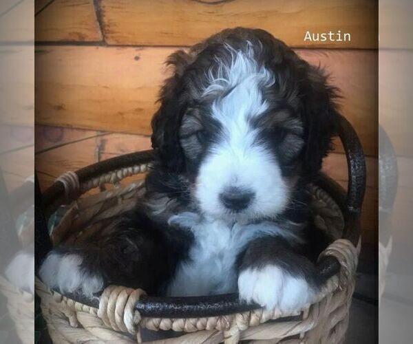Medium Photo #1 Bernedoodle Puppy For Sale in CANON CITY, CO, USA