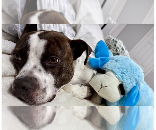 Medium Photo #2 Staffordshire Bull Terrier-Unknown Mix Puppy For Sale in Brewster, NY, USA