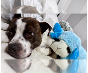 Lark - Male Staffordshire Bull Terrier-Unknown Mix Dog for Adoption - Photo #2
