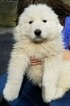 Small Photo #5 Great Pyrenees Puppy For Sale in KNOXVILLE, TN, USA