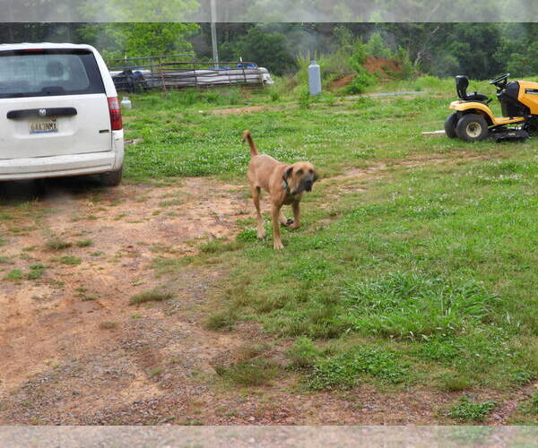Medium Photo #22 Fila Brasileiro-Great Dane Mix Puppy For Sale in Jasper, AL, USA