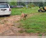 Small #21 Fila Brasileiro-Great Dane Mix