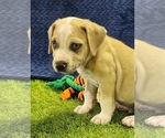 Small Catahoula Leopard Dog