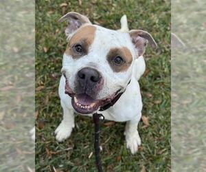 American Staffordshire Terrier Dogs for adoption in Fort Lauderdale, FL, USA