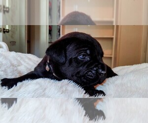 Cane Corso Puppy for Sale in ARCADIA, Florida USA