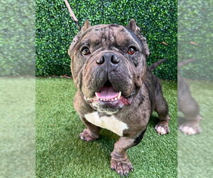 Staffordshire Bull Terrier Dogs for adoption in Naples, FL, USA