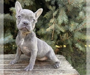 French Bulldog Puppy for sale in MIDDLEBURY, IN, USA